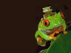 Copia di _BB_Red-eyed-TreeFrog